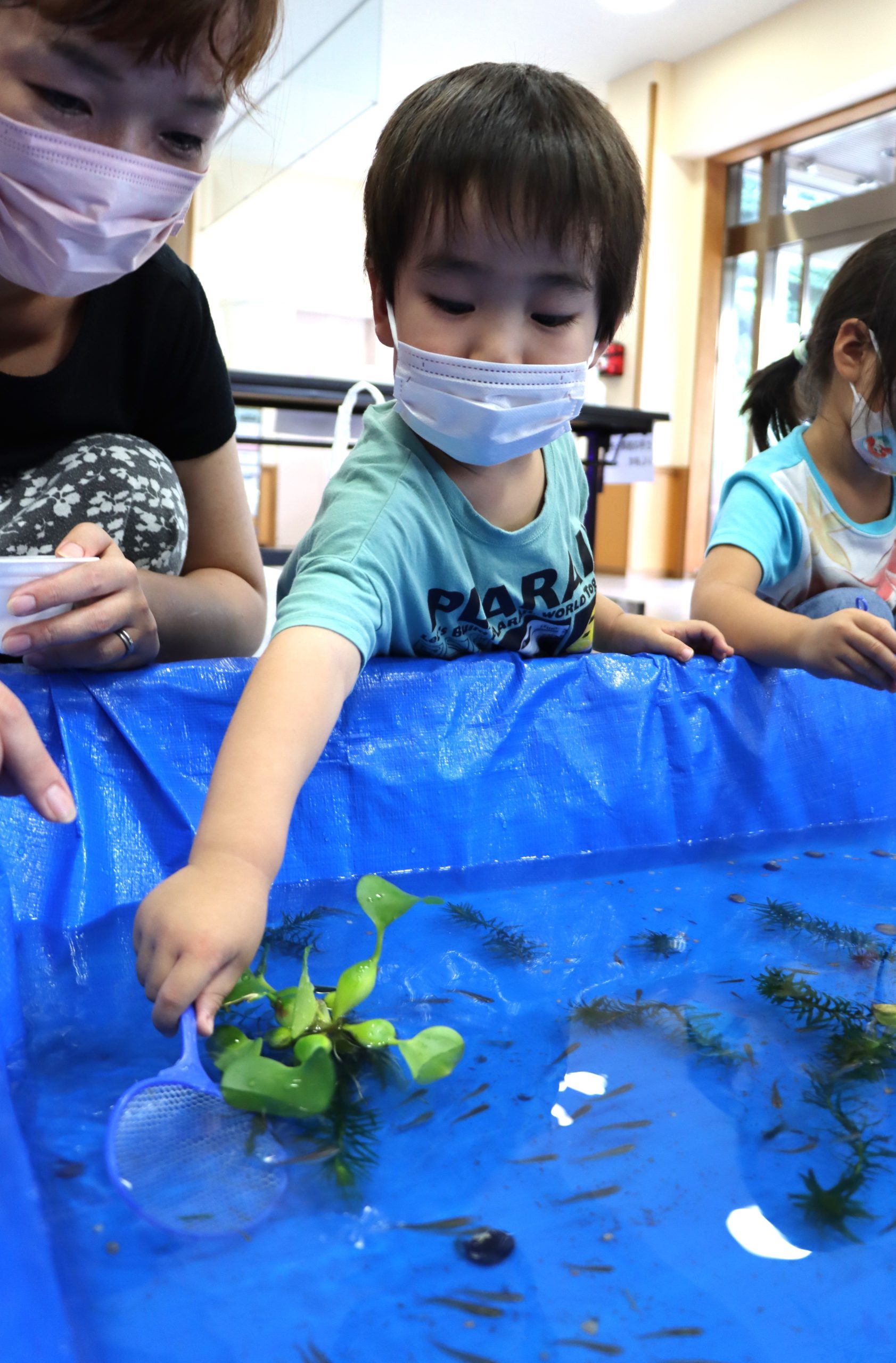 すくってゲット 子ら メダカの会 で理解深める 速かった かわいい 丹波新聞