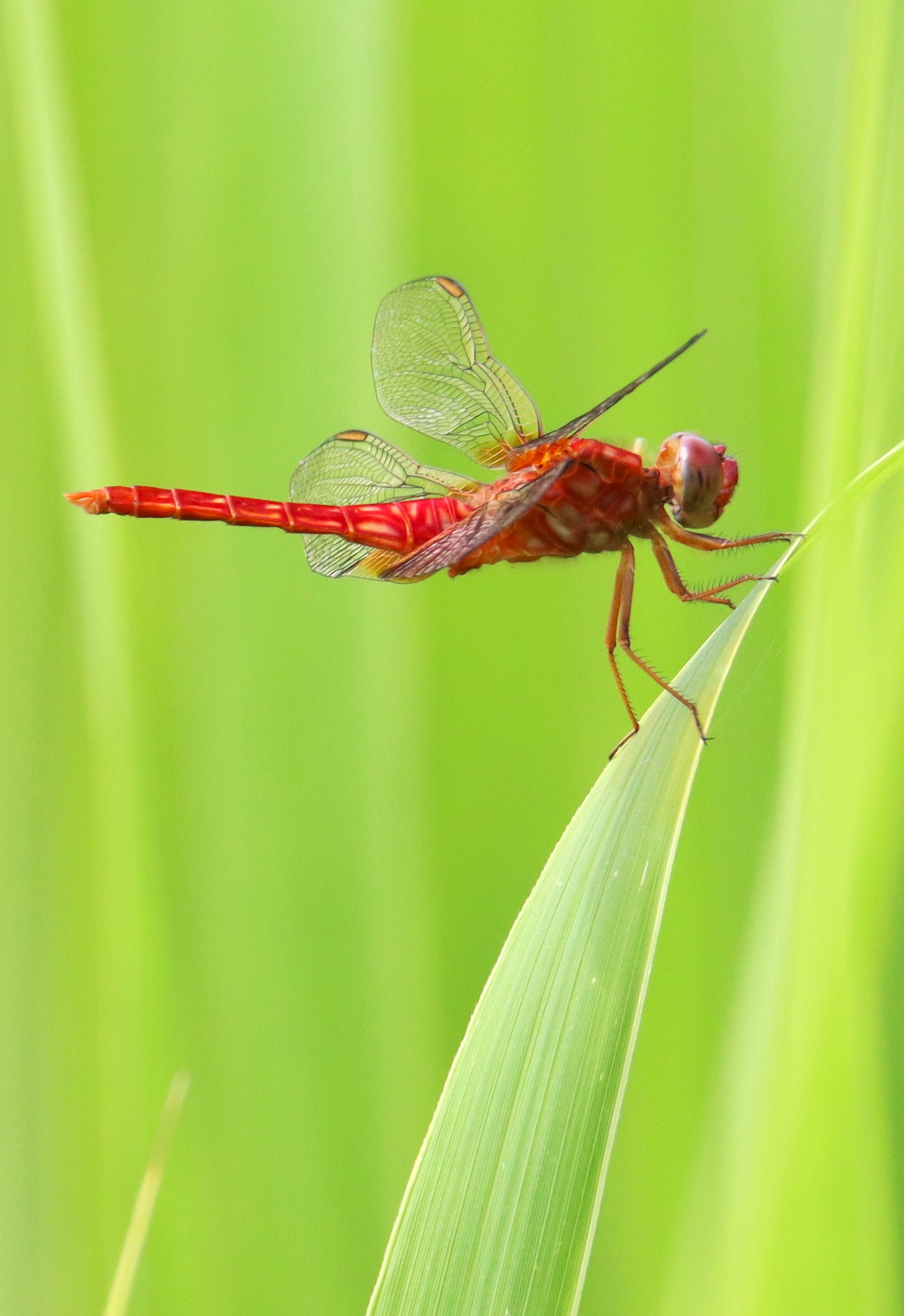 紅の蜻蛉 残暑の中に「ショウジョウトンボ」 全身真っ赤でも「赤とんぼ