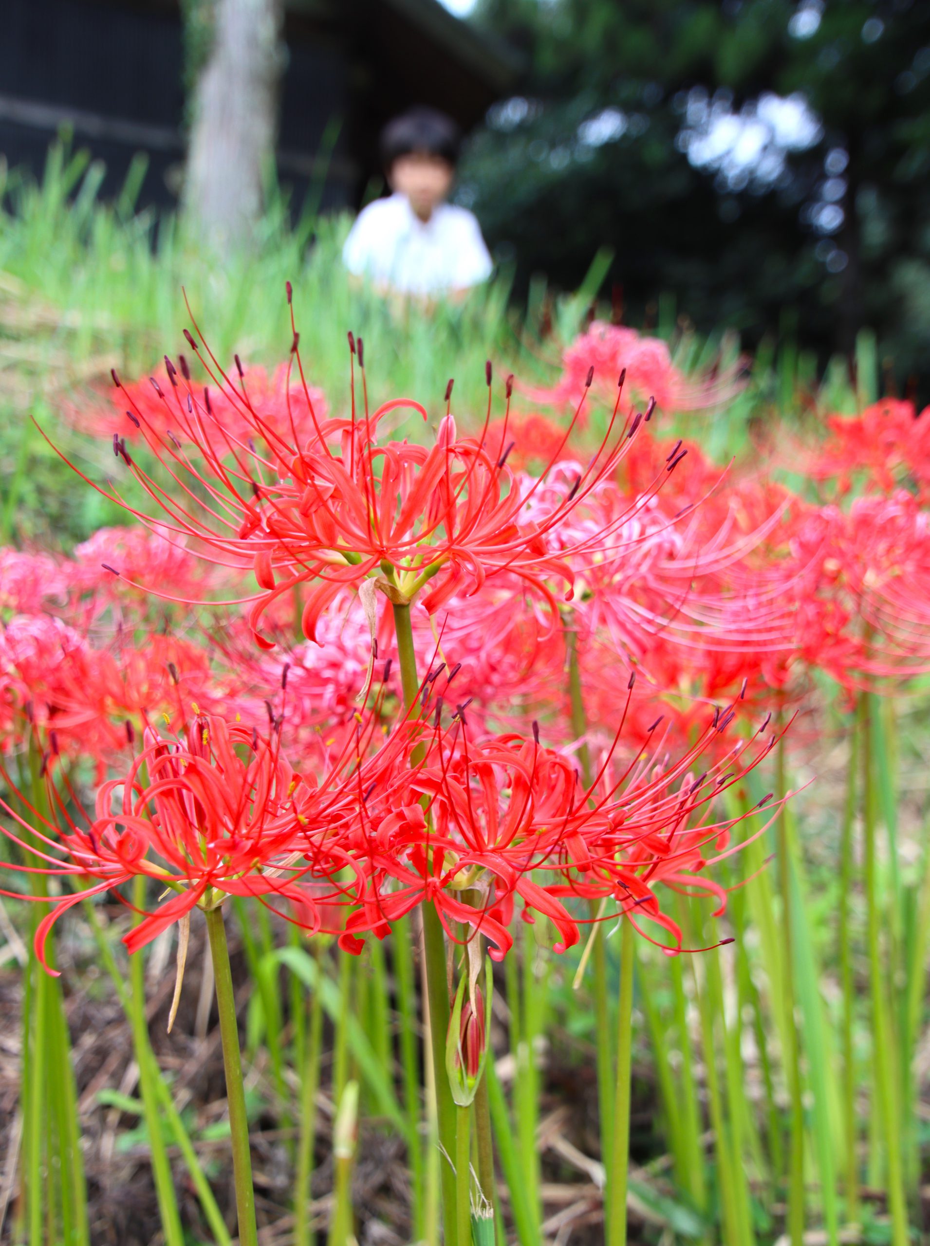 彼岸花球根500個 Yallarepairs Com