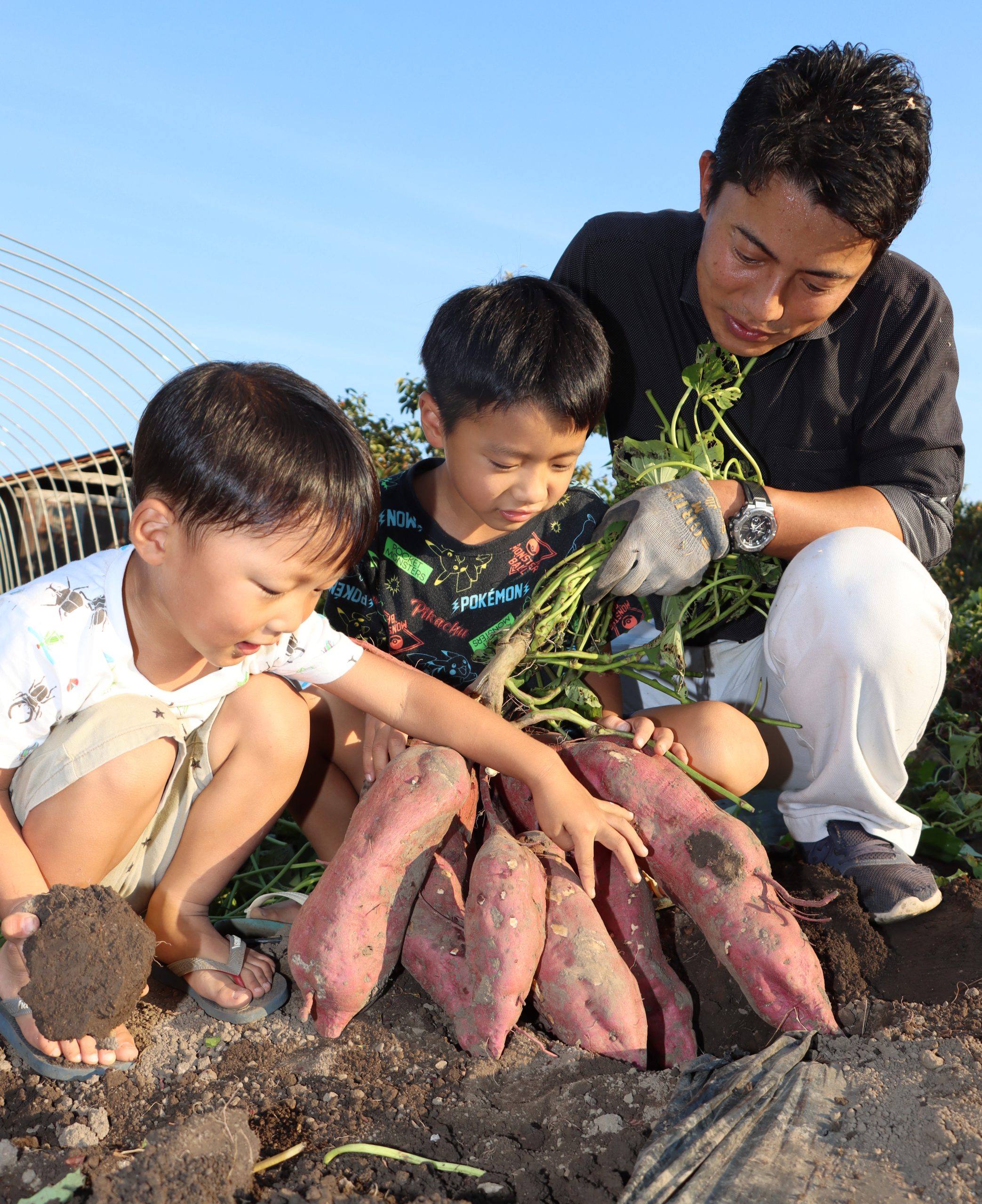 びっくり 1株に9個連なるサツマイモ収穫 計12キロ 食べ切れない 丹波新聞