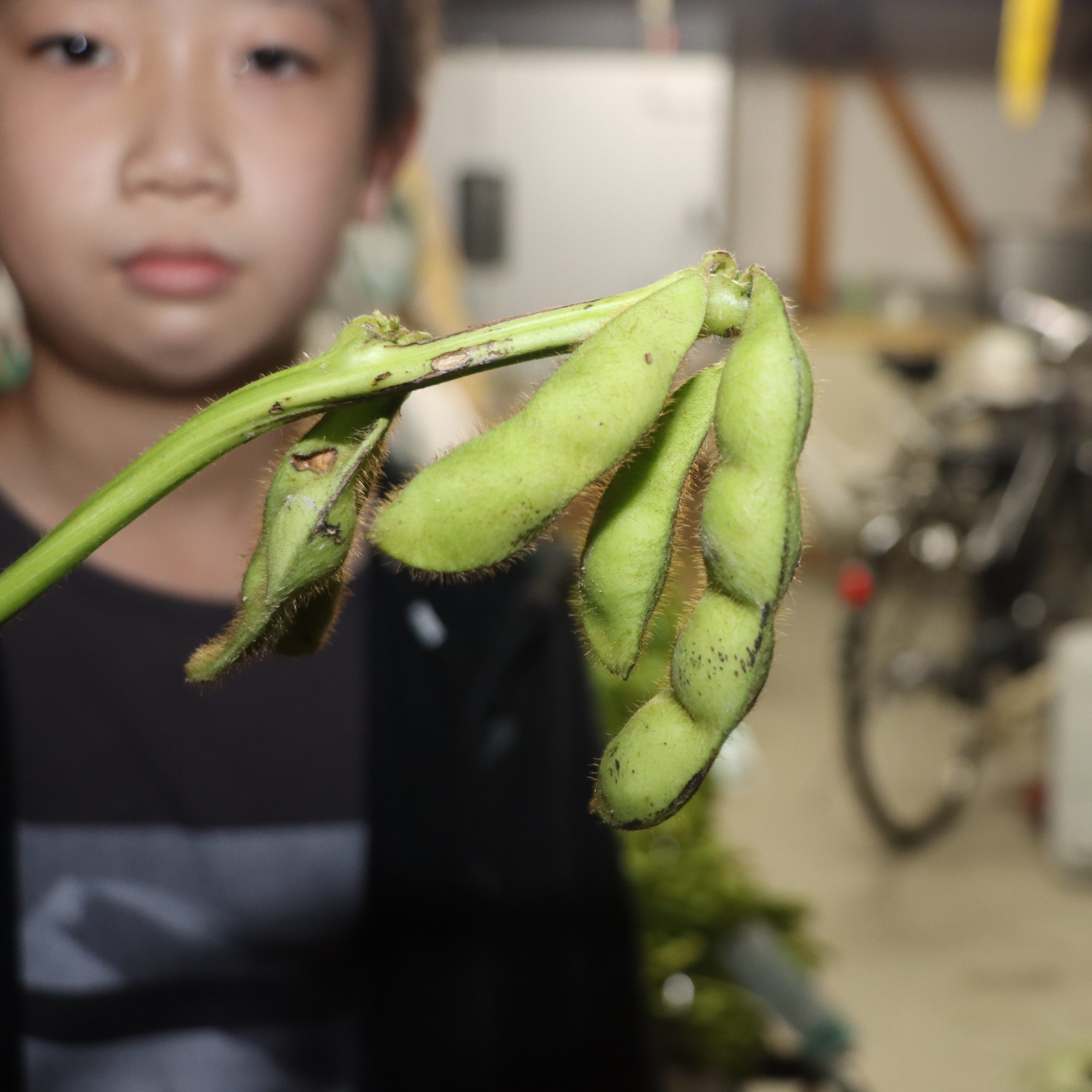 幸せ呼ぶ？ 1さやに4粒詰まった黒枝豆発見 特異な現象「こんなん初めて