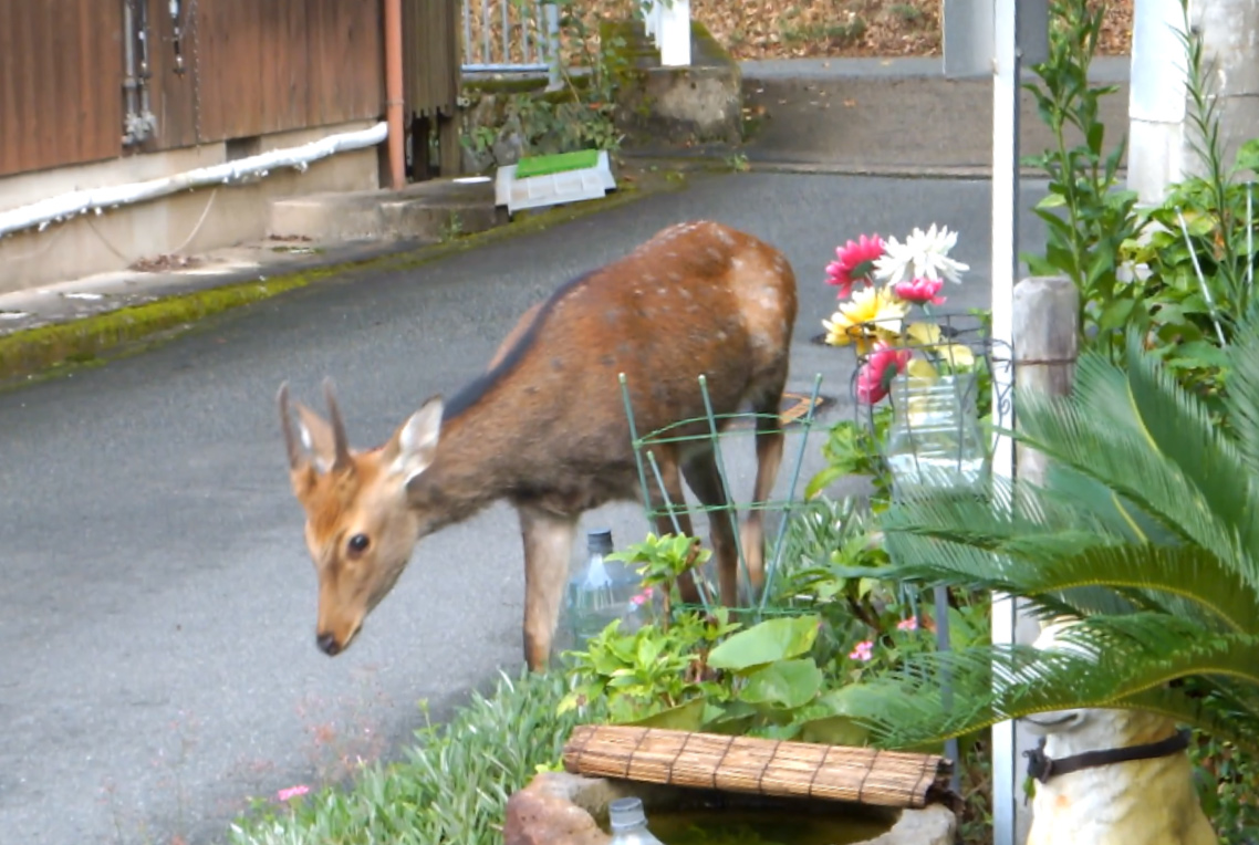 町中に出没するシカ 食害増え「どんどん人家に接近」 朝方に闊歩する姿