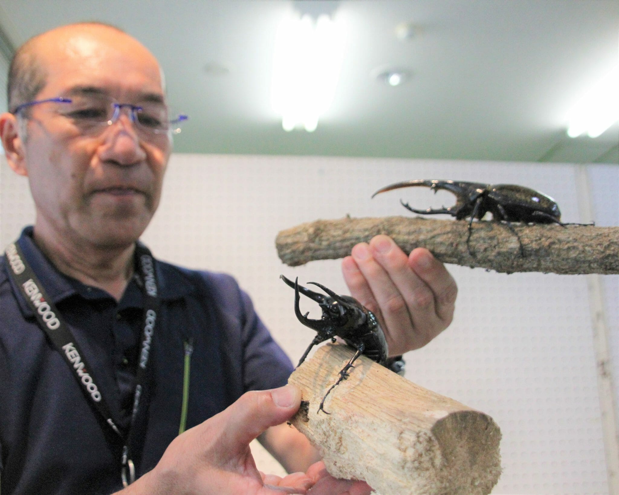 ★昆虫標本★【サスオガセギス 】 スゴすぎ！ サバイバル！ 危険昆虫超図鑑 - あかね書房