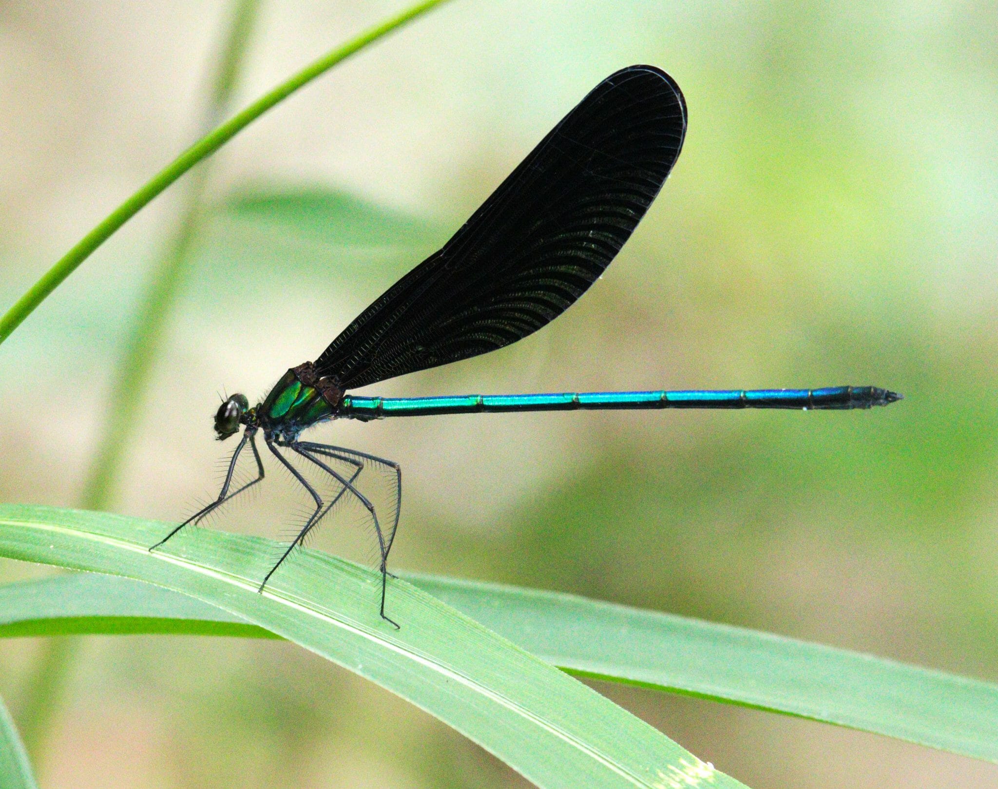 スリムな舞 細長い「ハグロトンボ」 羽ばたく姿は夏の風物詩 - 丹波新聞