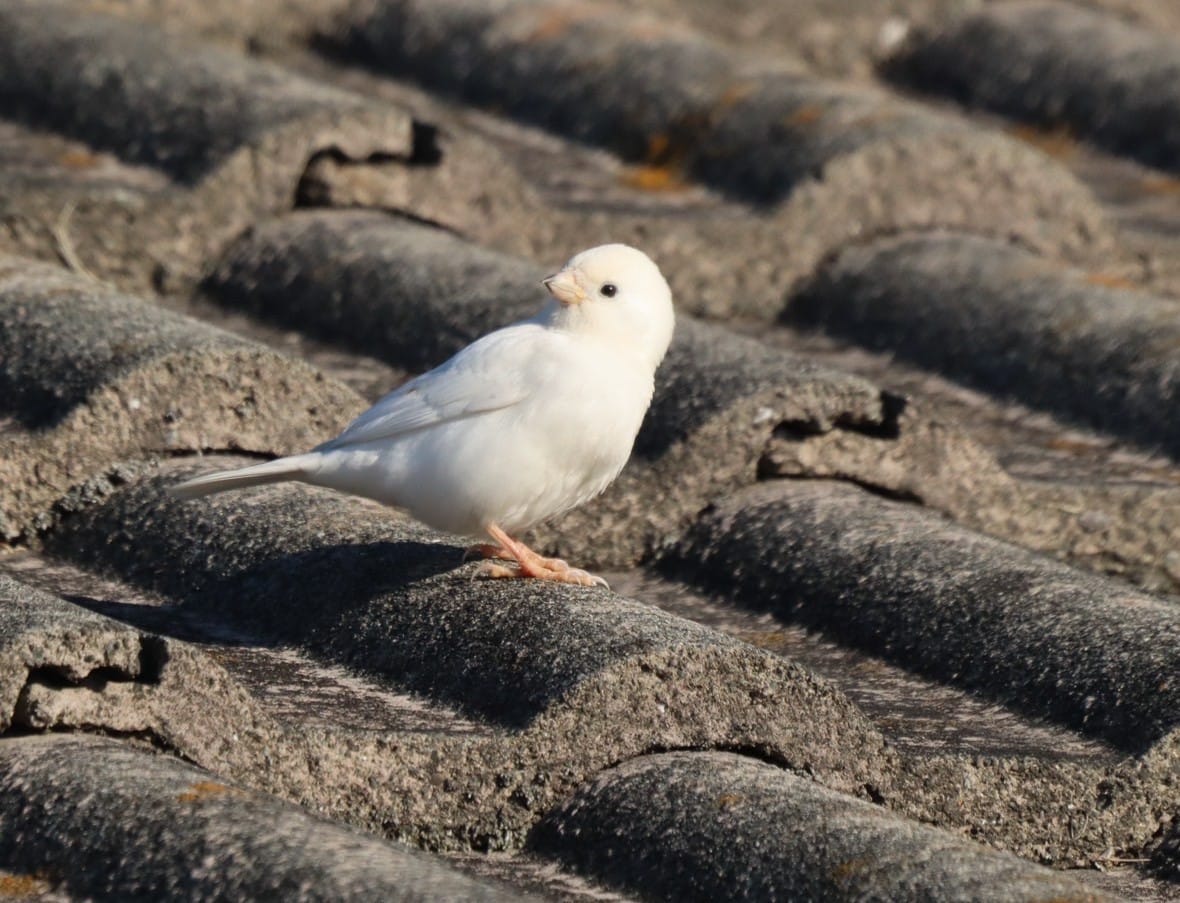 幸せ運んで 縁起良い「白雀」現る 突然変異の「白変個体」か - 丹波新聞