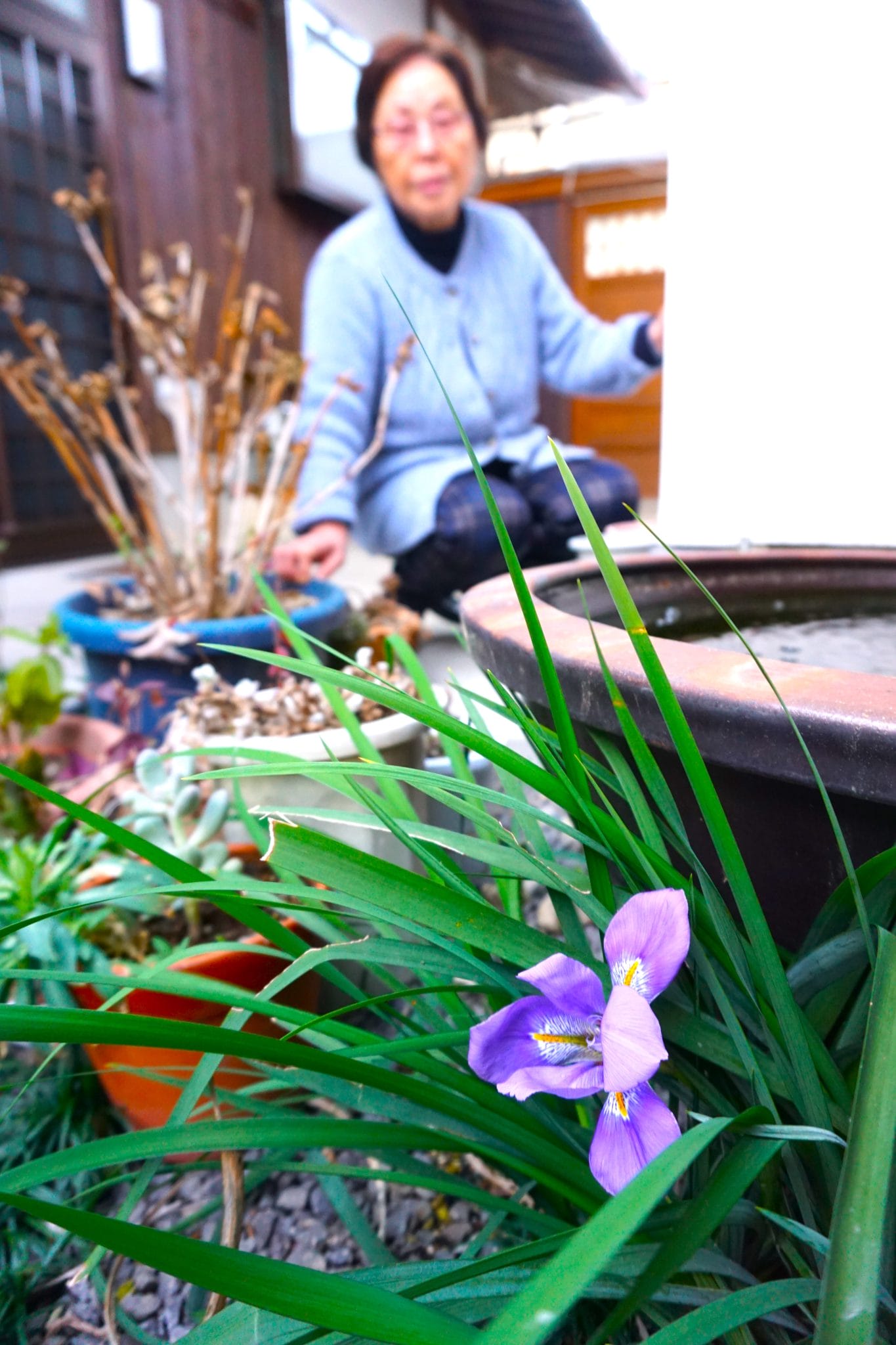 冬に彩り カンザキアヤメ開花 青紫色が美しく - 丹波新聞