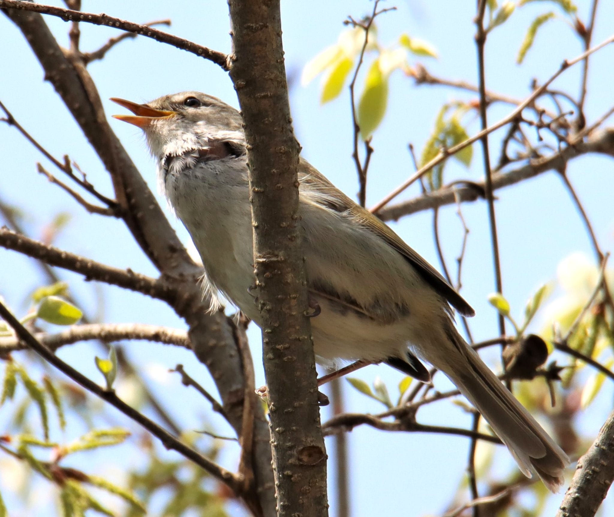 うぐいすです アディダス adidas ZX FLUX W スニーカー シューズ 花柄