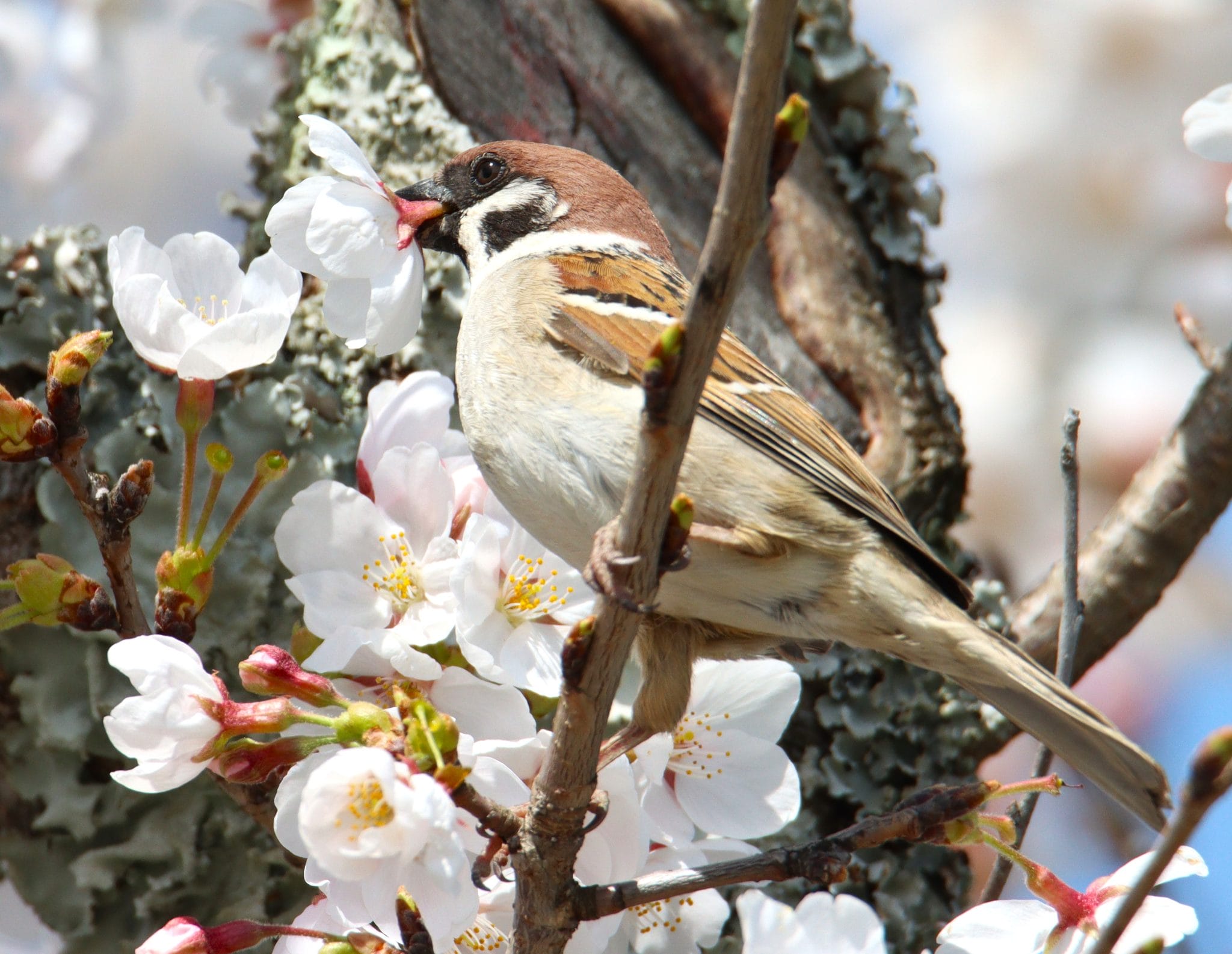 ぬすっ鳥 満開の桜で〝かわいい犯行〟 スズメが花丸ごとちぎり - 丹波新聞