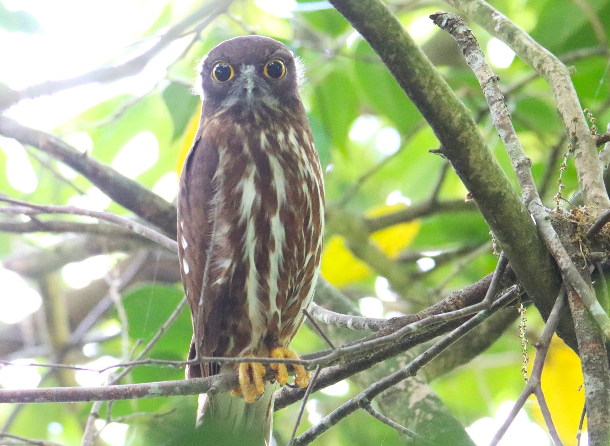 初夏の使者 夏鳥「アオバズク」が飛来 ギョロっとした目で「じーっ
