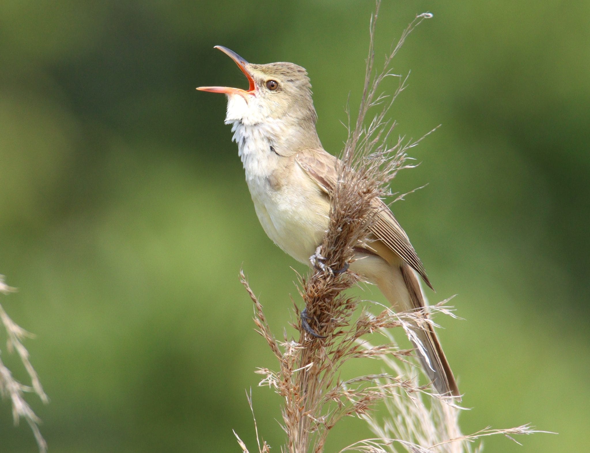 ギョギョシ！ 夏を告げる夏鳥「オオヨシキリ」 大音量でさえずり響かせ