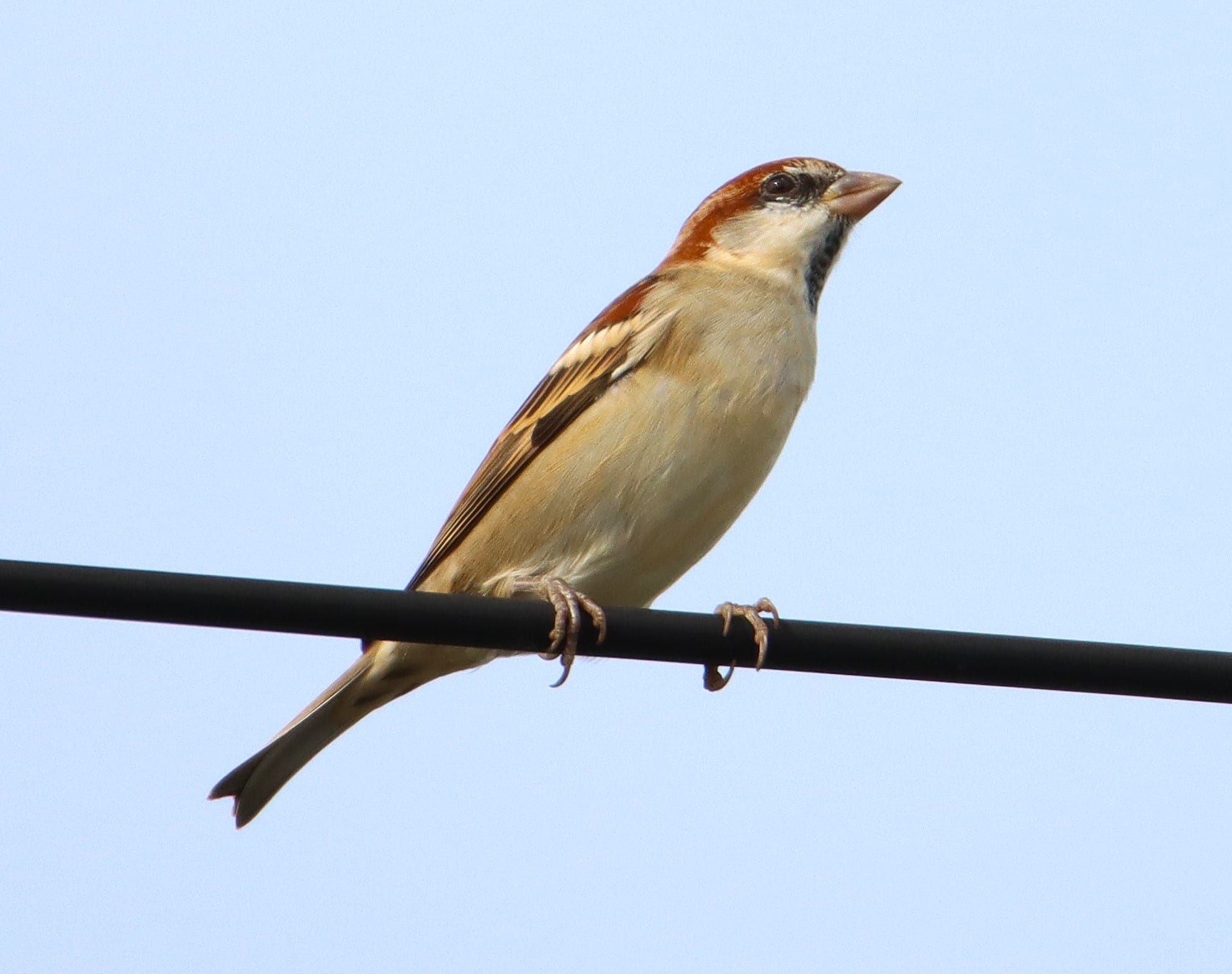 小さな「冬の使者」 頬白く「ニュウナイスズメ」飛来 季節の移り変わり