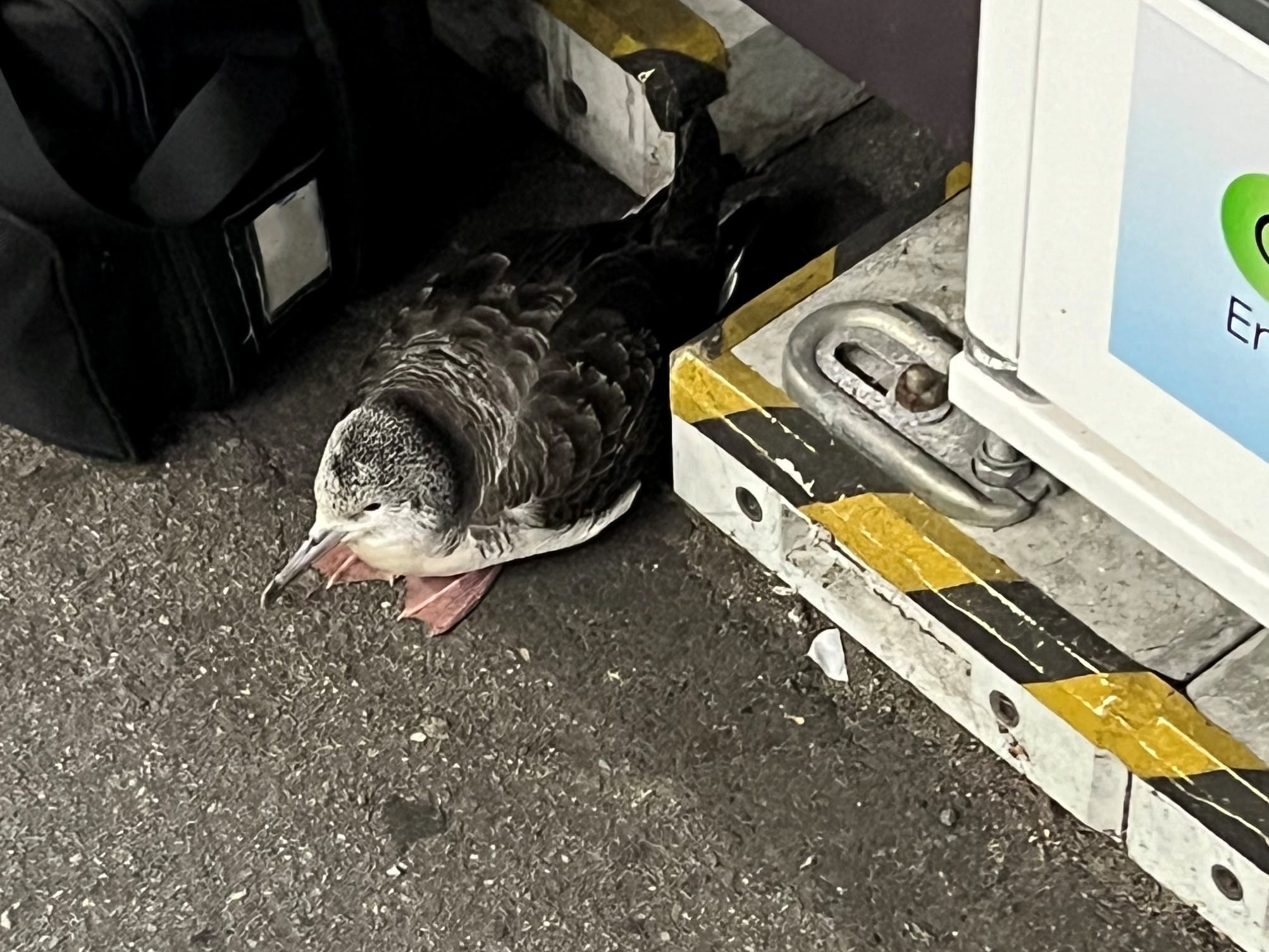 8c4fc127f912cd6d022b4934a68c58