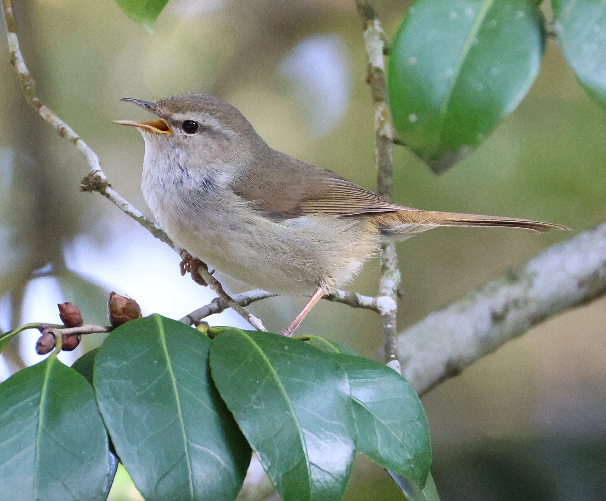 う*す様 うぐいす ただいま歌の練習中｜ウグイス｜くますけ｜自然ガイド・クリエイター