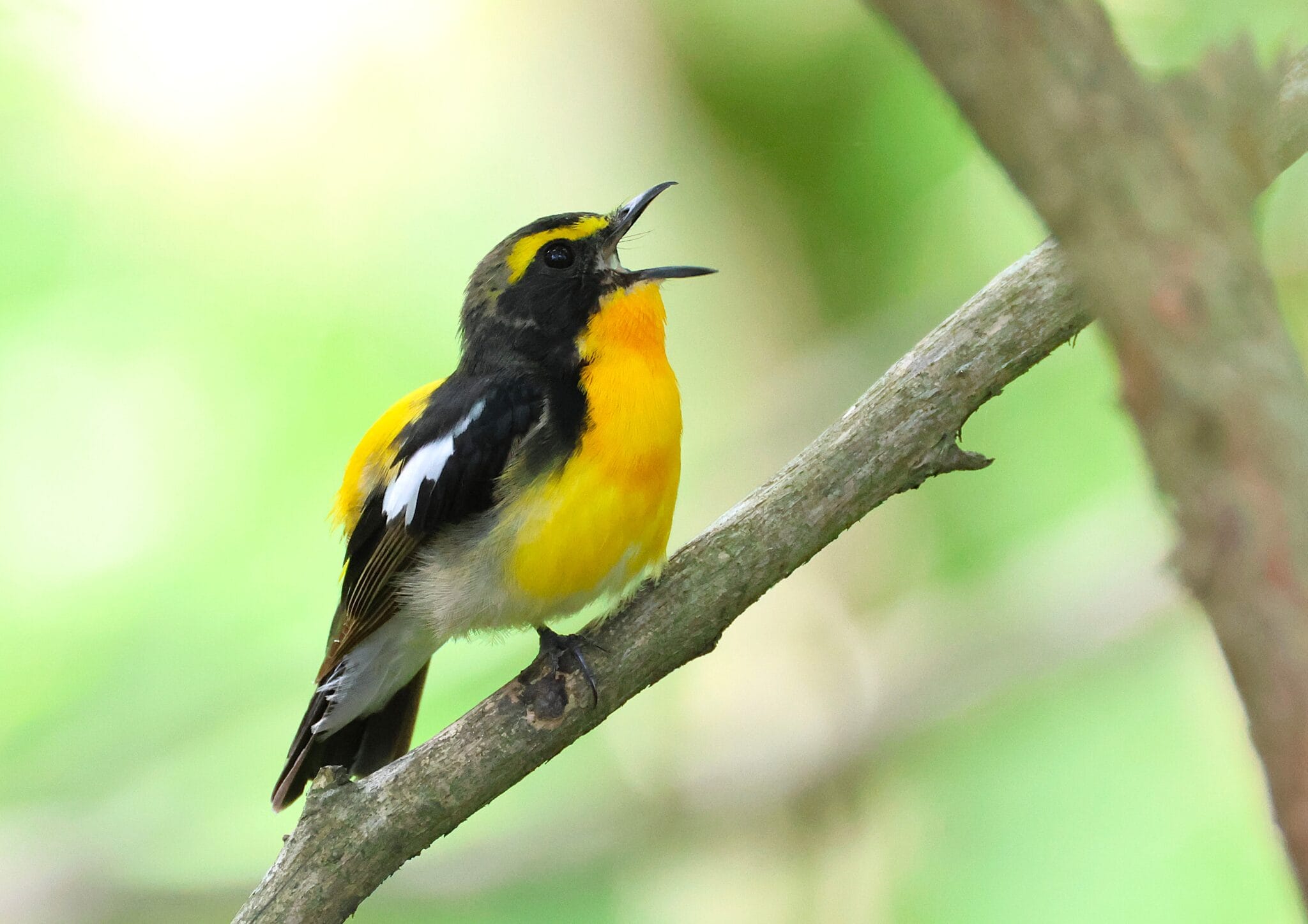 夏メロ 夏鳥「キビタキ」がさえずり 笛のように「ピィーピッ」 - 丹波新聞