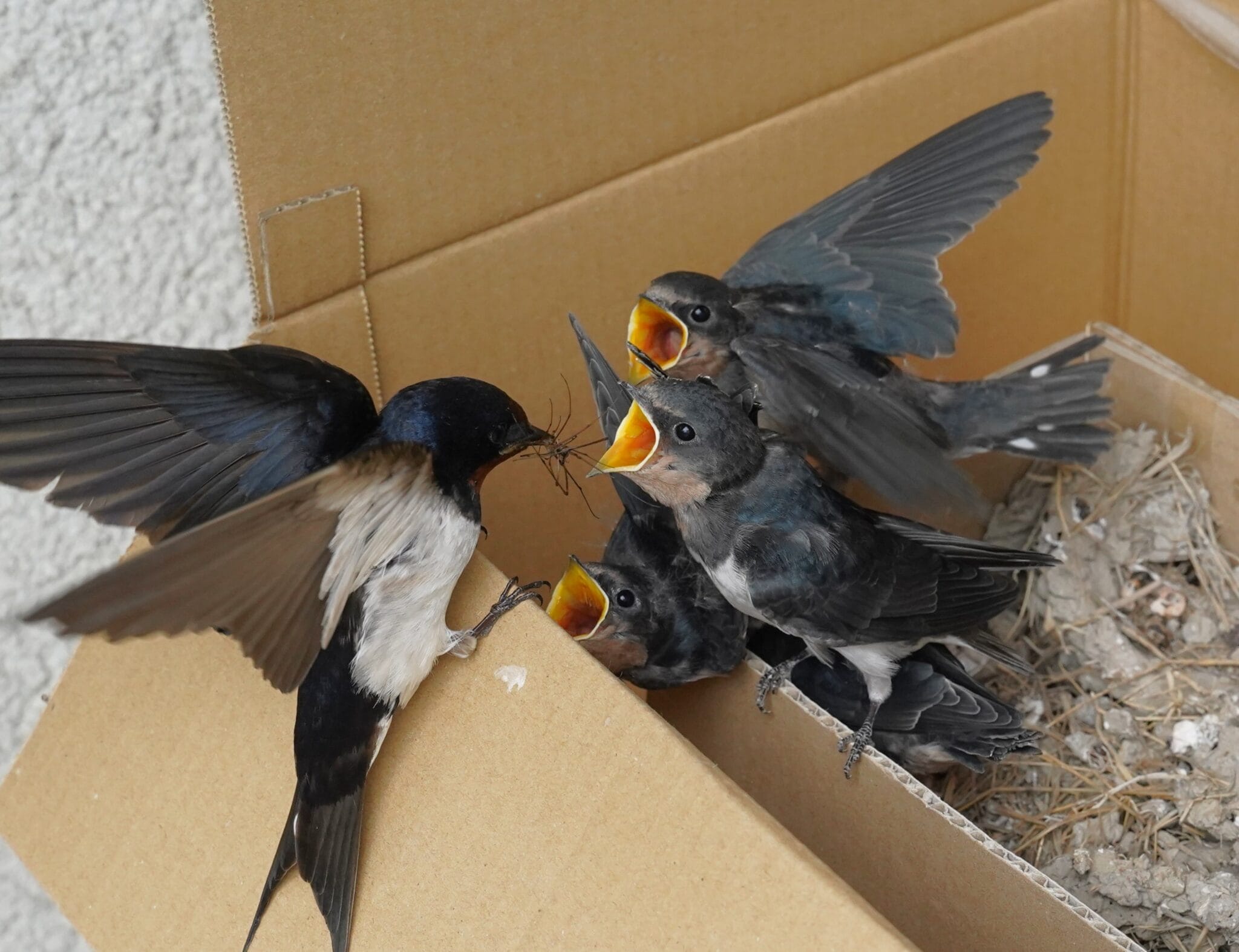 b2c4d6466bf1017d52855f6559a782