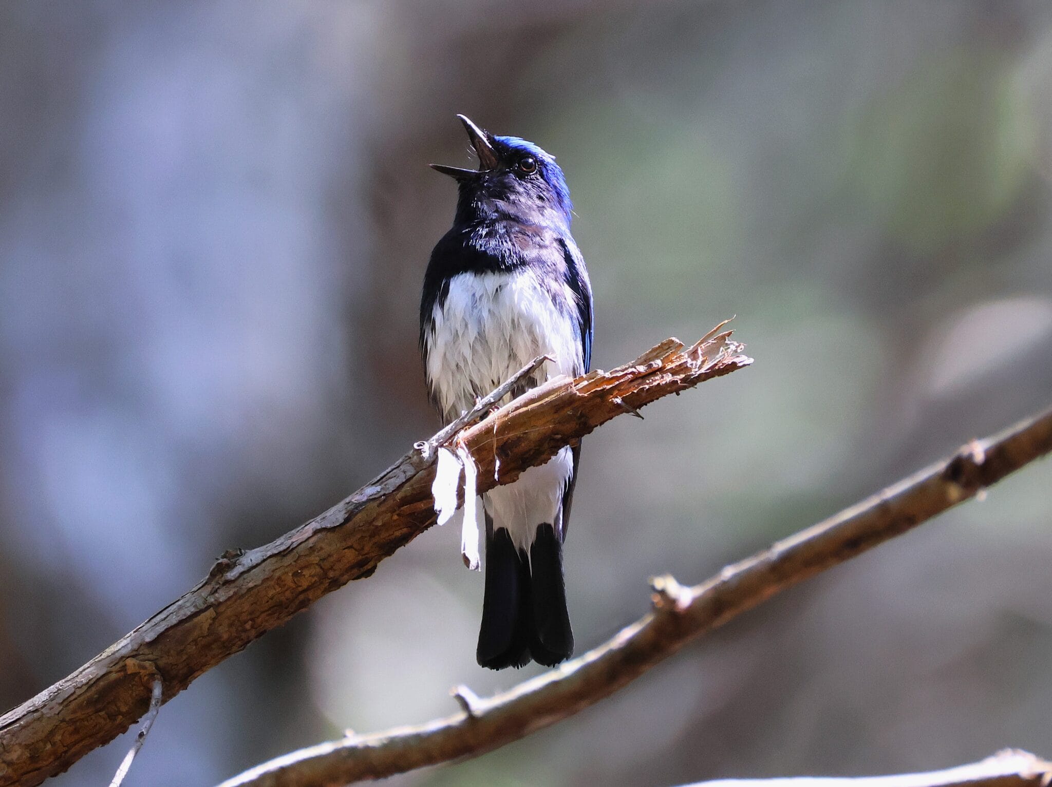 オオルリ　レジンヘアゴム　夏の野鳥 オオルリ レジンヘアゴム 夏の野鳥 ヘアアクセサリー