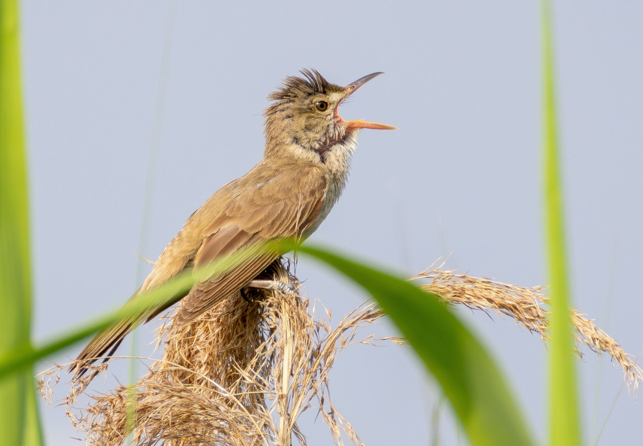 ギョギョシ 夏のシンボル「オオヨシキリ」がさえずり 大音量で縄張り