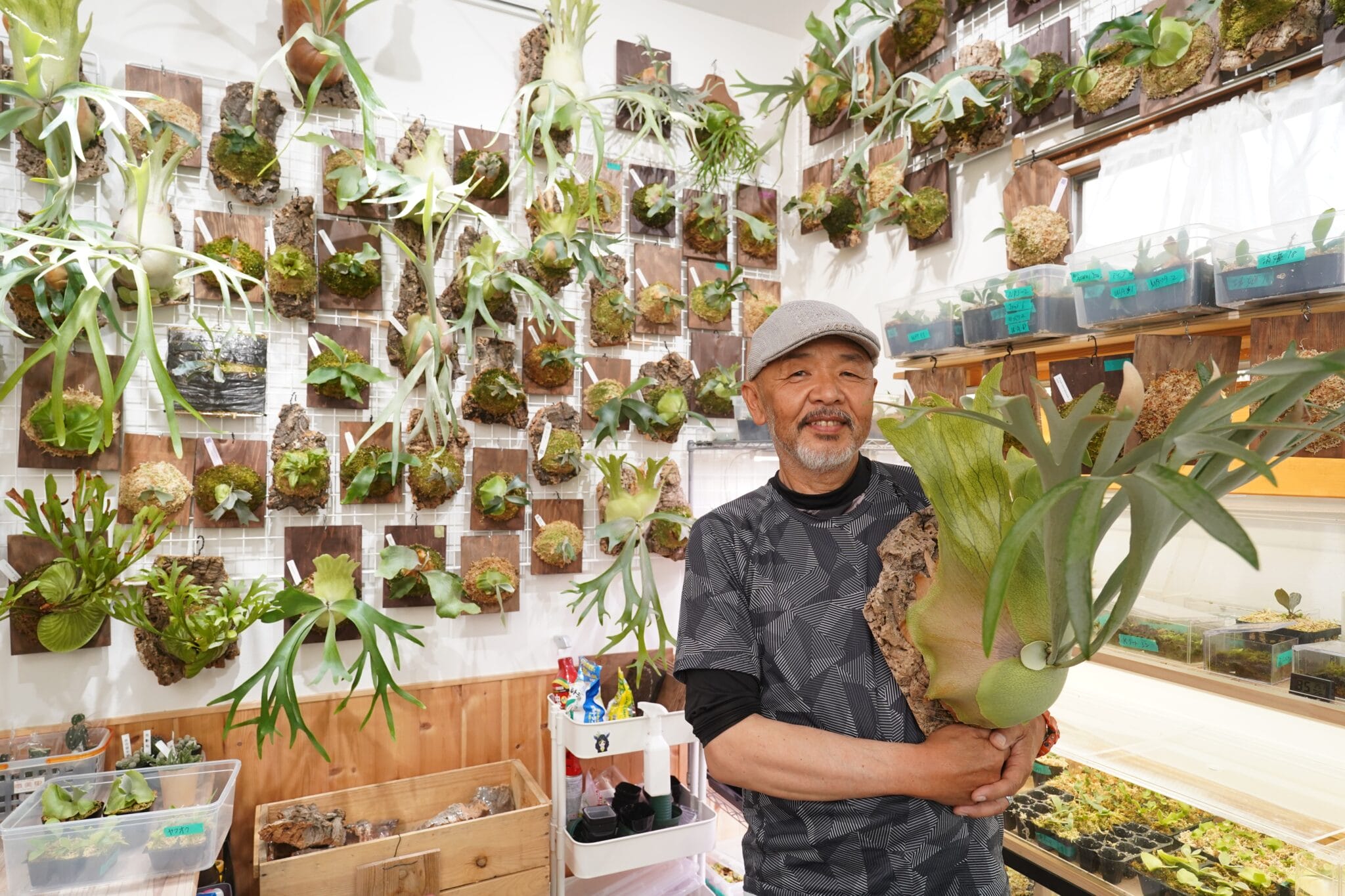 ビカクシダいかが 趣味高じて販売開始 「初心者でも育てやすい