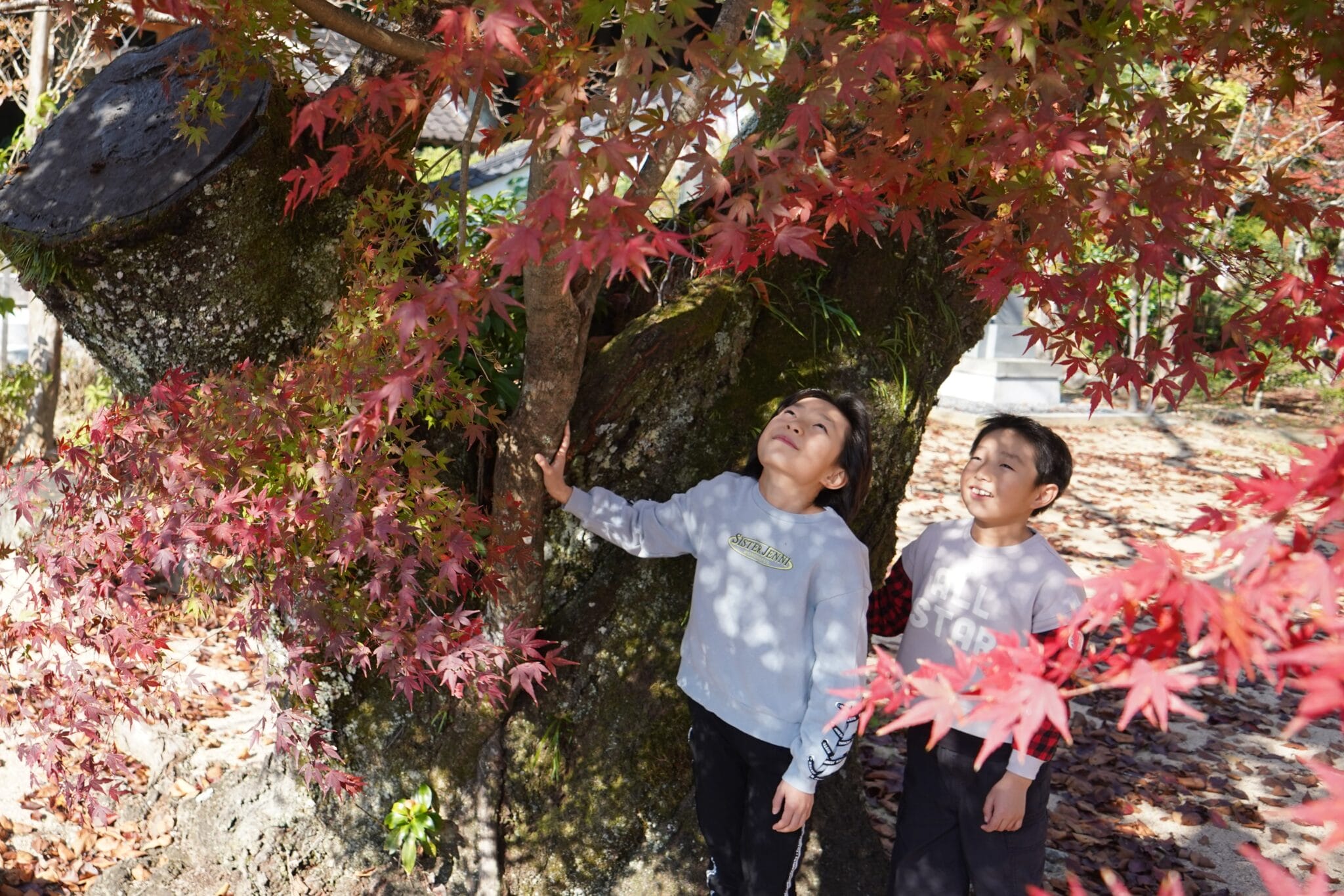 桜＋モミジ 古木の幹で〝共存〟 真っ赤に色付く - 丹波新聞
