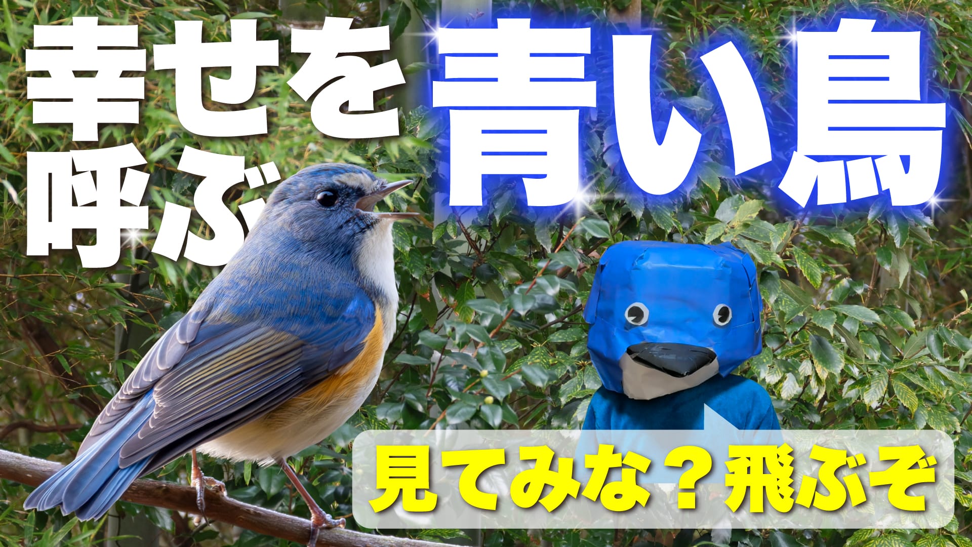 鳥部ちゃんねる】vol.18 ルリビタキをじっくり！ 幸せの青い鳥で眼福